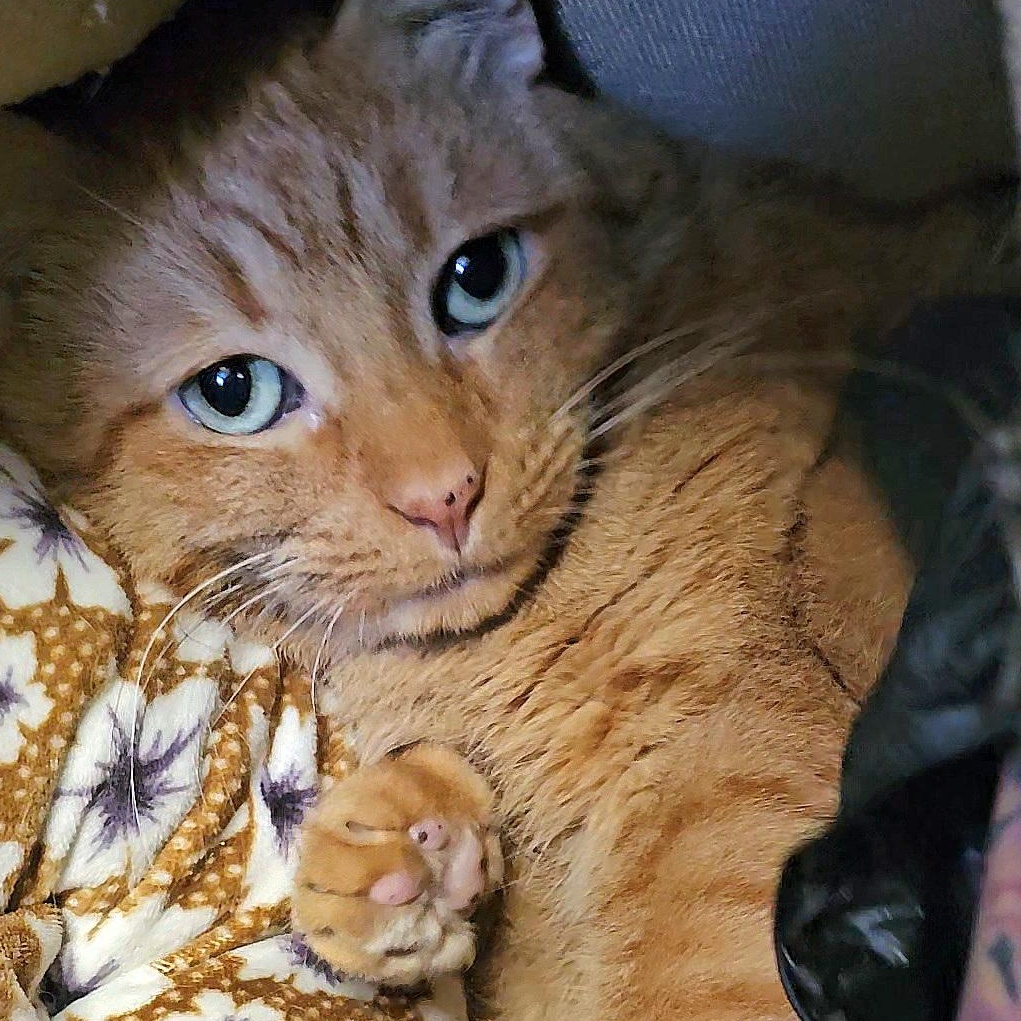 Lucy Liu thumbnail 2