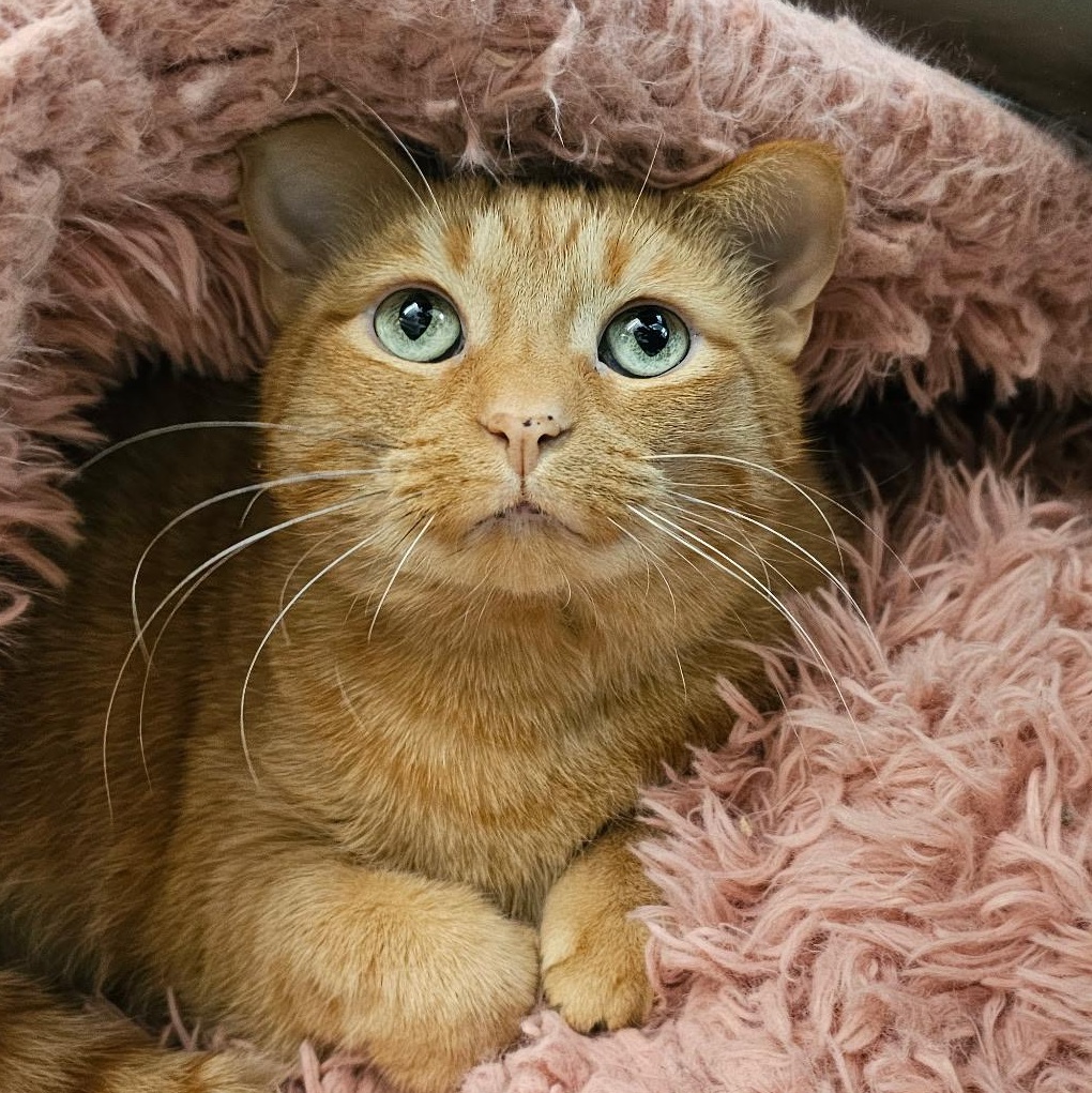 Enlarge Lucy Liu, a Adoptable Domestic Short Hair in Mount Pleasant, MI image 1/2