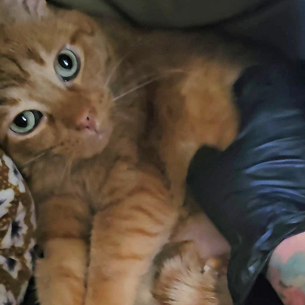 Lucy Liu thumbnail 3