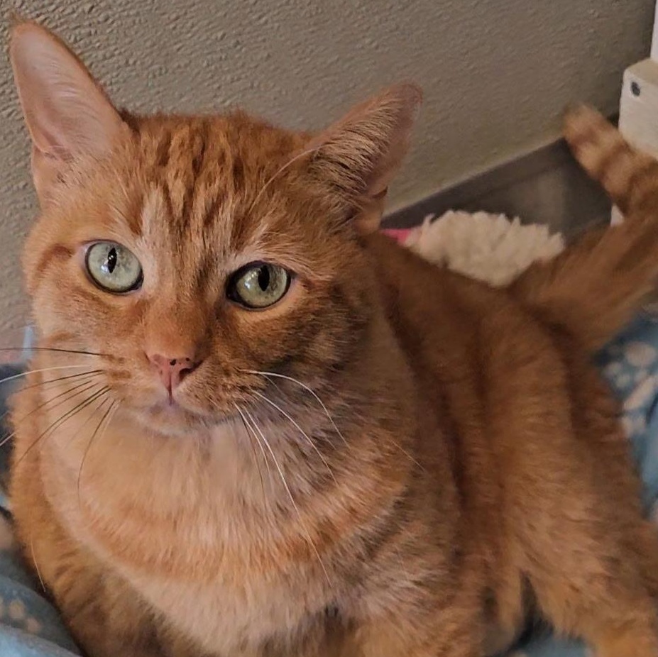 Enlarge Lucy Liu, a Adoptable Domestic Short Hair in Mount Pleasant, MI image 2/2