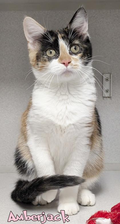 Amberjack, Adoptable, Kitten Female Domestic Short Hair & Domestic Short Hair.
