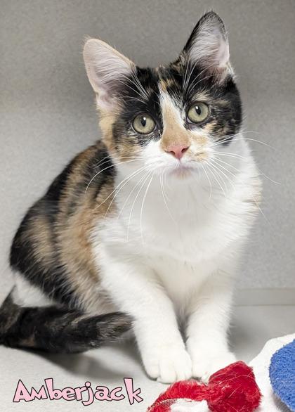 Enlarge Amberjack, a Adoptable mixed breed in Mason, MI image 2/2