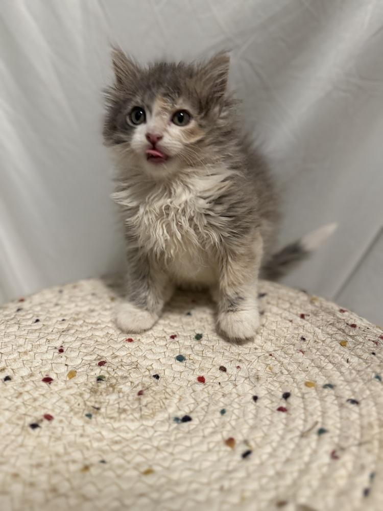 Enlarge Rosa Belle, a Adoptable Domestic Long Hair in Palatine, IL image 1/5