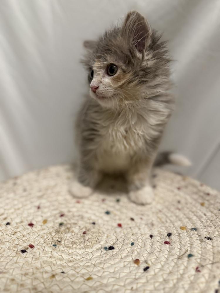 Enlarge Rosa Belle, a Adoptable Domestic Long Hair in Palatine, IL image 2/5