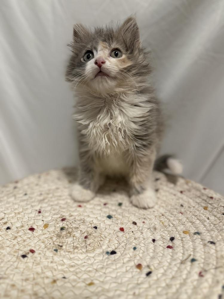 Enlarge Rosa Belle, a Adoptable Domestic Long Hair in Palatine, IL image 3/5