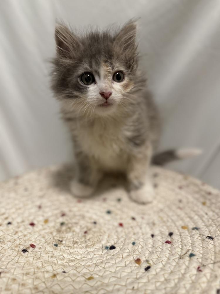 Enlarge Rosa Belle, a Adoptable Domestic Long Hair in Palatine, IL image 4/5