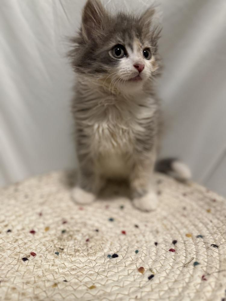 Enlarge Rosa Belle, a Adoptable Domestic Long Hair in Palatine, IL image 5/5