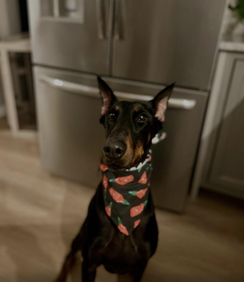 Frankie, a ADOPTABLE Doberman Pinscher in Philadelphia, PA image 1/6