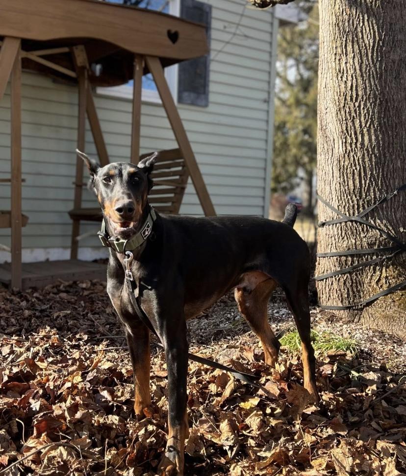 Frankie, a ADOPTABLE Doberman Pinscher in Philadelphia, PA image 6/6