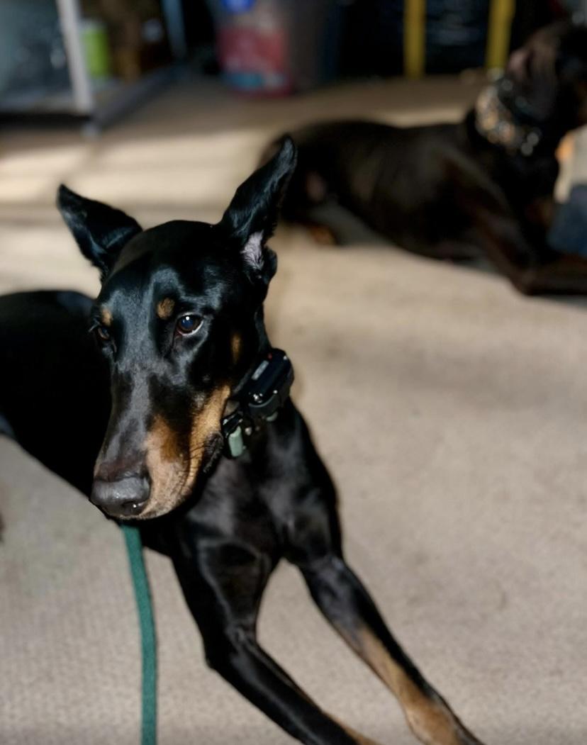 Frankie, a ADOPTABLE Doberman Pinscher in Philadelphia, PA image 3/6