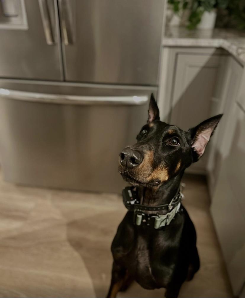 Frankie, a ADOPTABLE Doberman Pinscher in Philadelphia, PA image 4/6