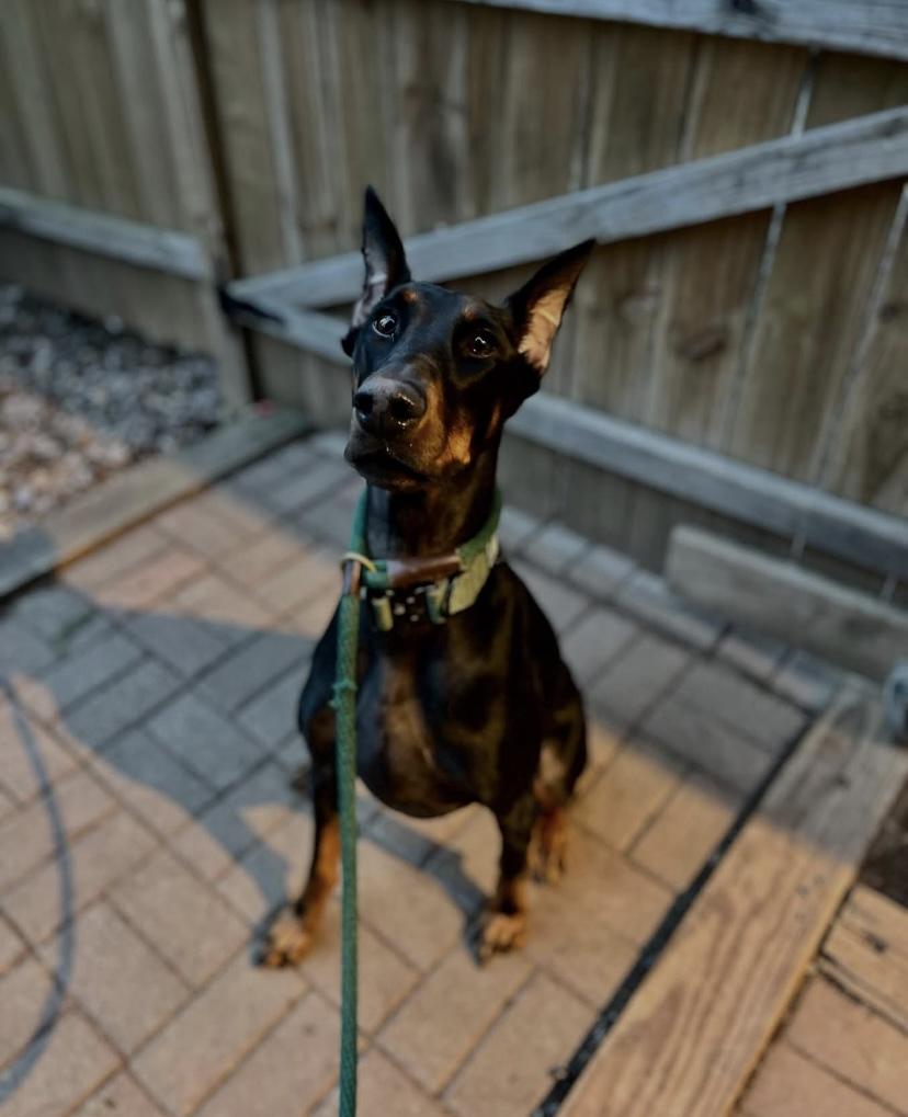 Frankie, a ADOPTABLE Doberman Pinscher in Philadelphia, PA image 2/6