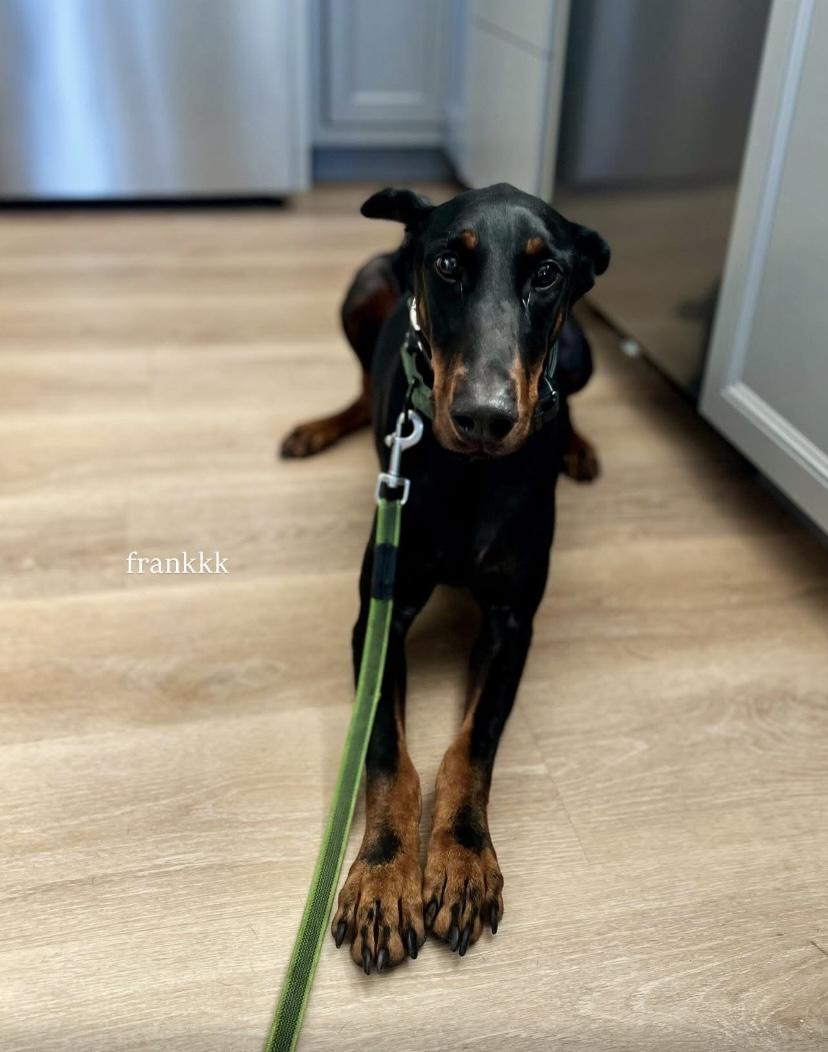 Frankie, a ADOPTABLE Doberman Pinscher in Philadelphia, PA image 5/6