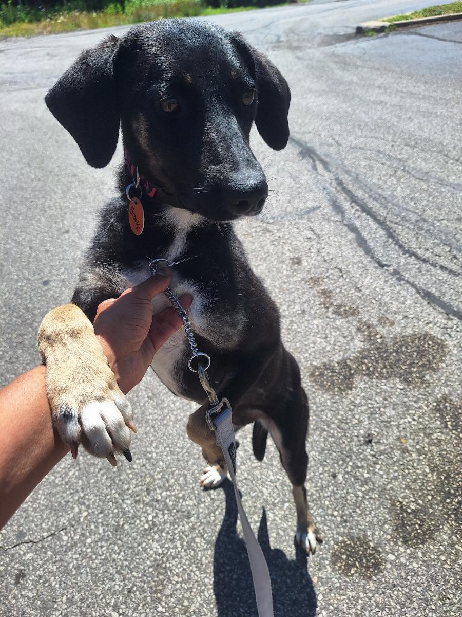 Enlarge Brooke, an adoptable mixed breed in Parma, OH image 1/2