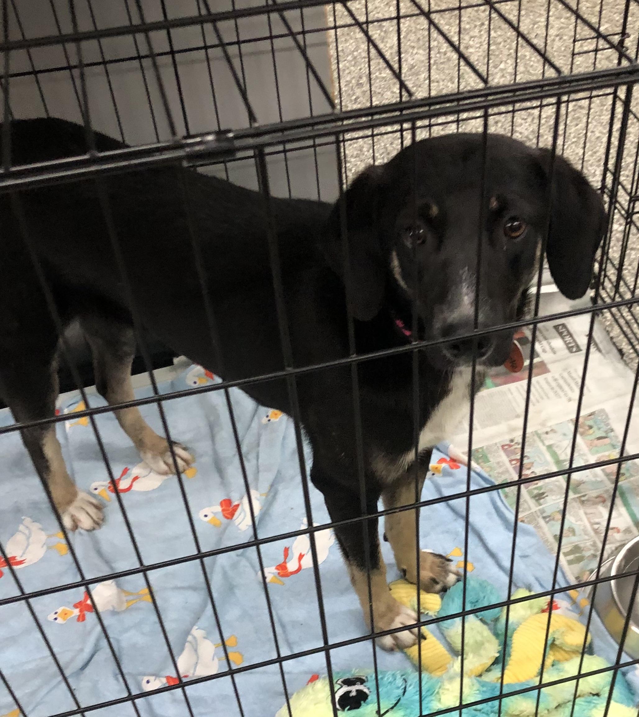 Enlarge Brooke, an adoptable mixed breed in Parma, OH image 2/2