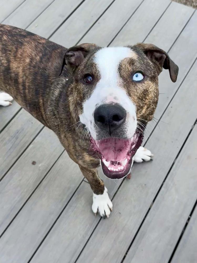 Enlarge Jersey, a Adoptable mixed breed in Wendell, NC image 1/6