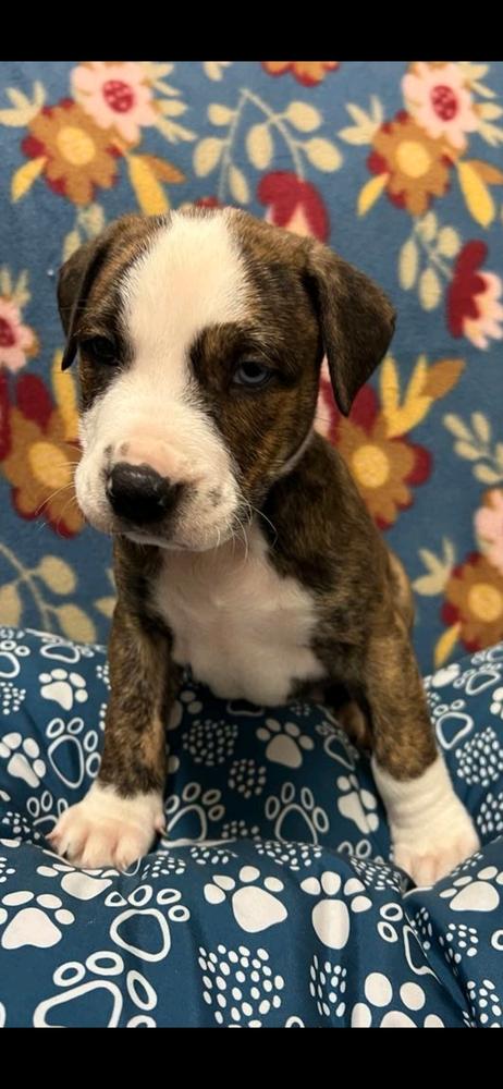 Enlarge Jersey, a Adoptable mixed breed in Wendell, NC image 1/5