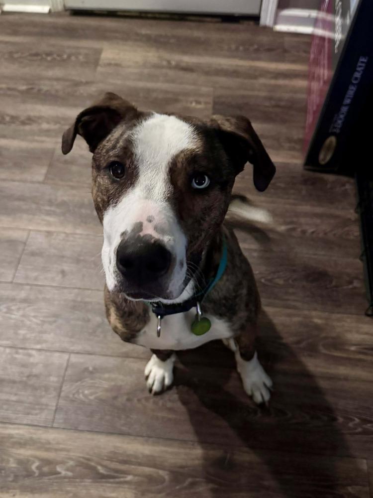 Enlarge Jersey, a Adoptable mixed breed in Wendell, NC image 3/6