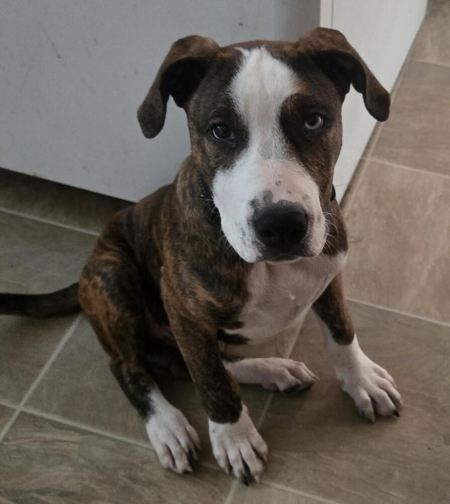 Enlarge Jersey, a Adoptable mixed breed in Wendell, NC image 2/5