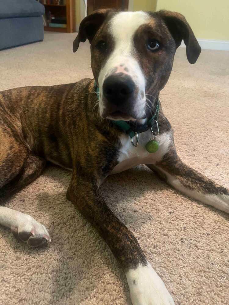 Enlarge Jersey, a Adoptable mixed breed in Wendell, NC image 5/6