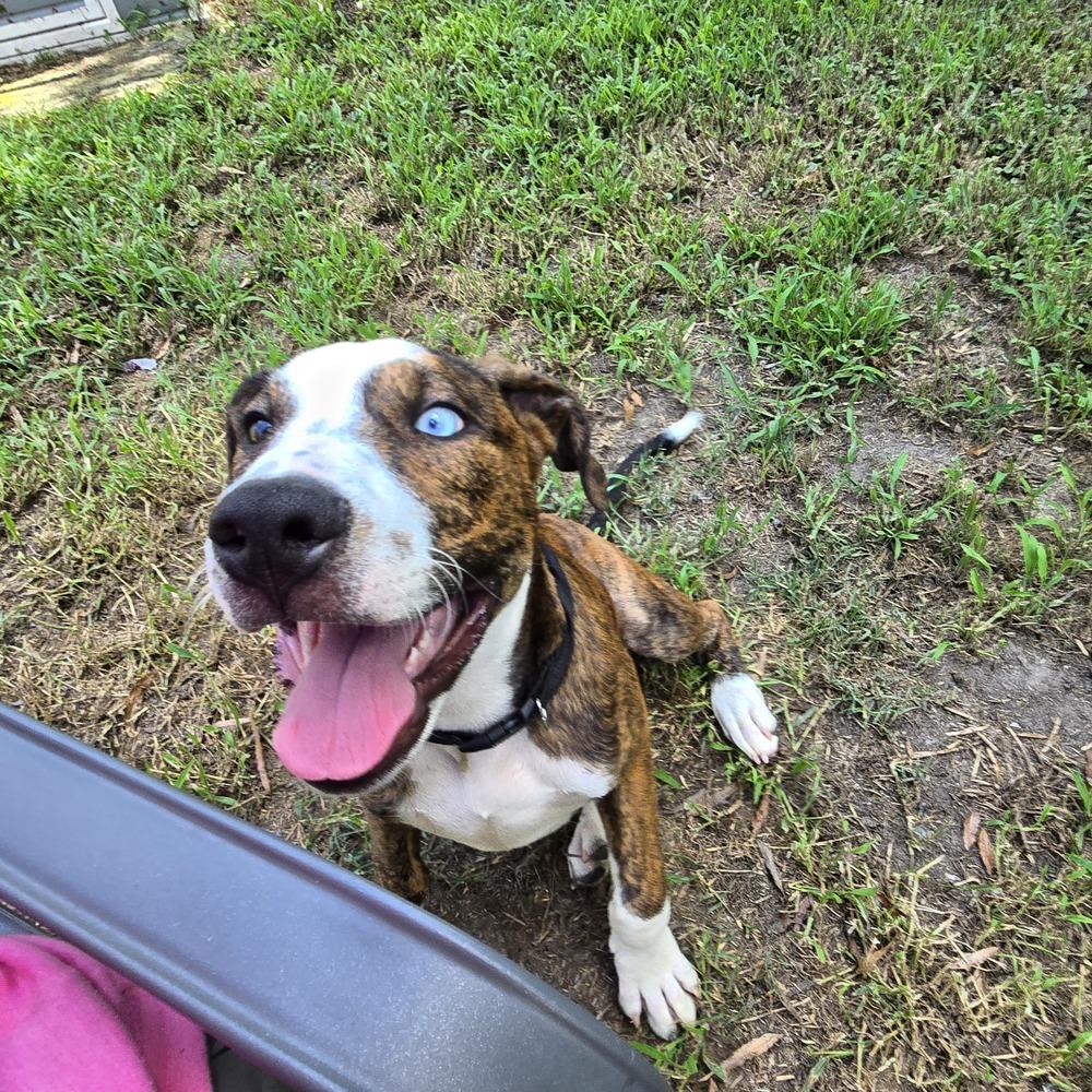 Enlarge Jersey, a Adoptable mixed breed in Wendell, NC image 3/5