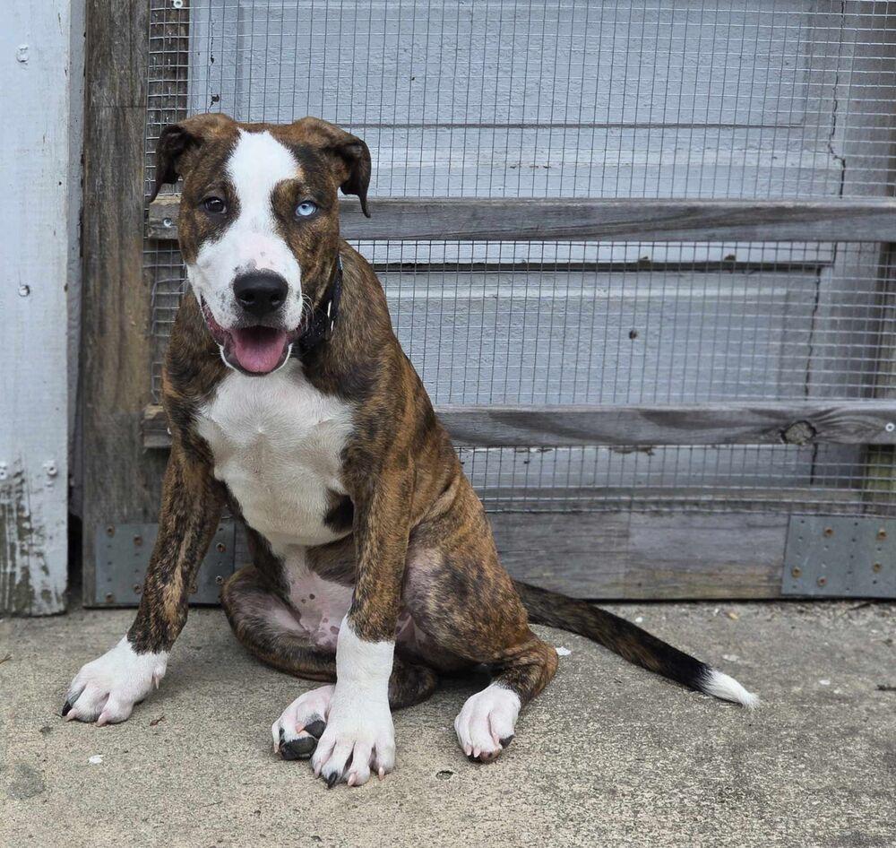 Enlarge Jersey, a Adoptable mixed breed in Wendell, NC image 4/5