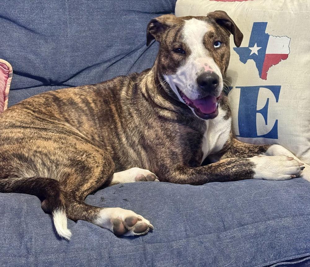 Enlarge Jersey, a Adoptable mixed breed in Wendell, NC image 6/6