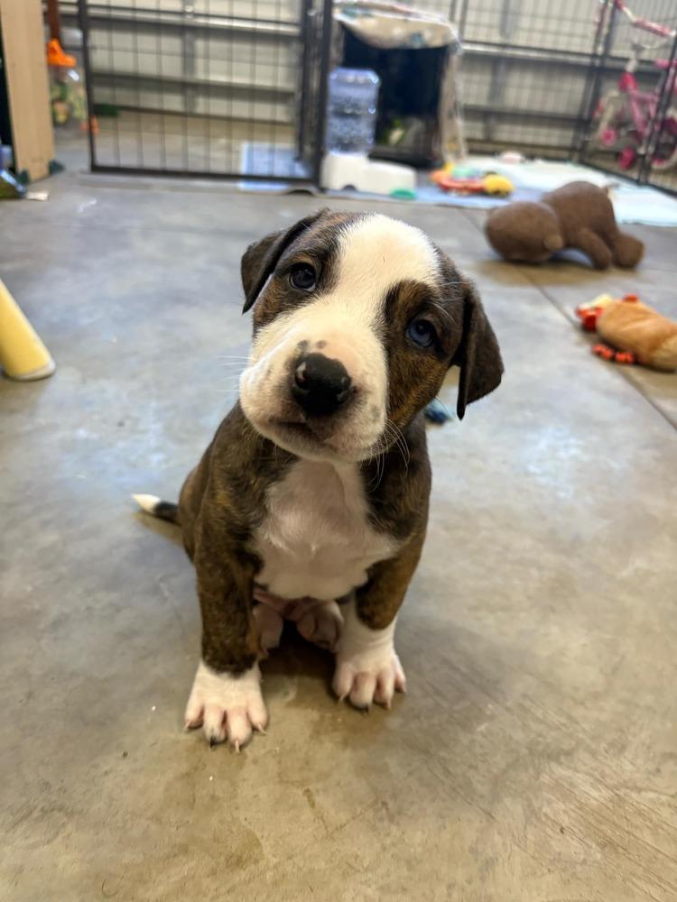 Enlarge Jersey, a Adoptable mixed breed in Wendell, NC image 5/5