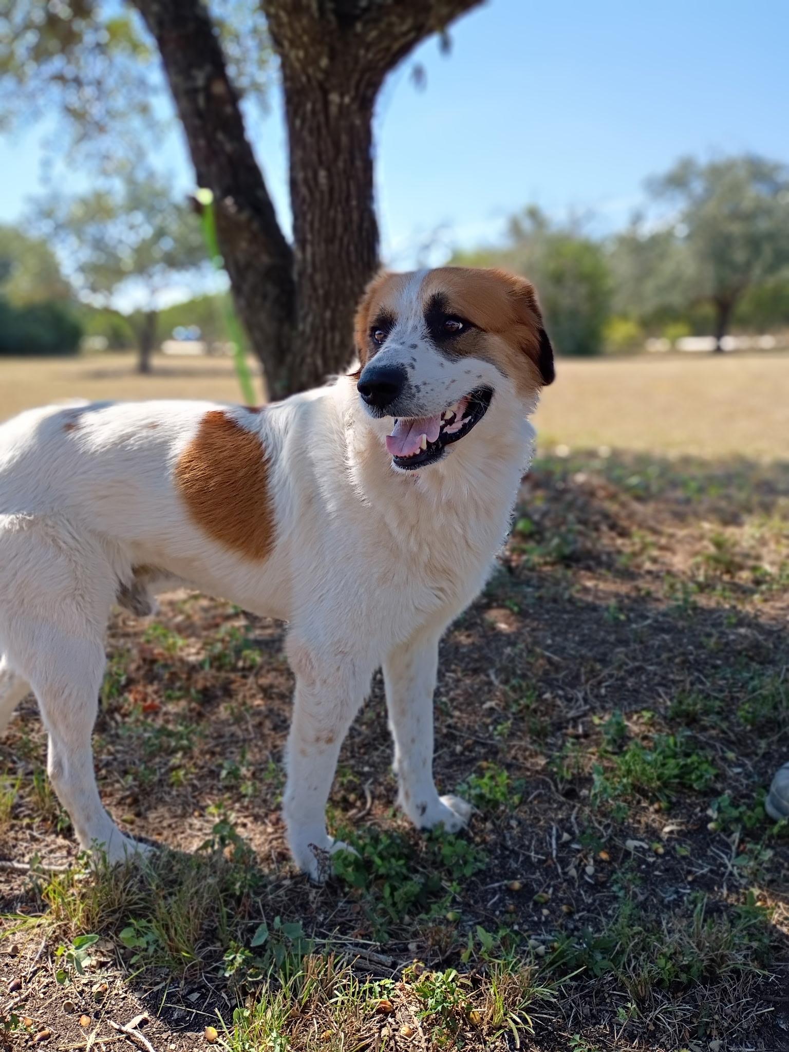 Goku, a Adoptable mixed breed in Magnolia, TX image 2/2