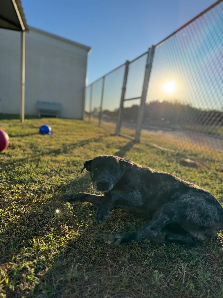 Shania, a Adoptable mixed breed in Belton, TX image 1/4