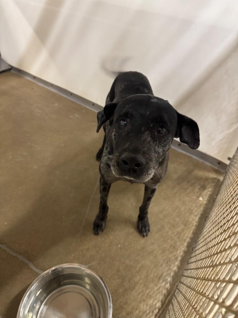 Shania, a Adoptable mixed breed in Belton, TX image 2/4