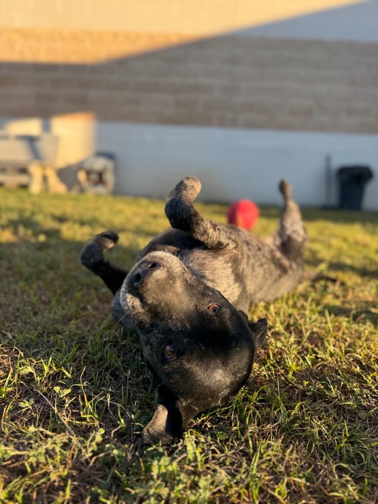Shania, Adoptable, Senior Female Catahoula Leopard Dog & Mixed Breed.