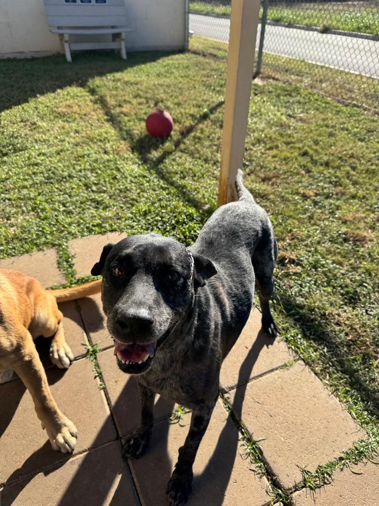 Shania, a Adoptable mixed breed in Belton, TX image 3/4