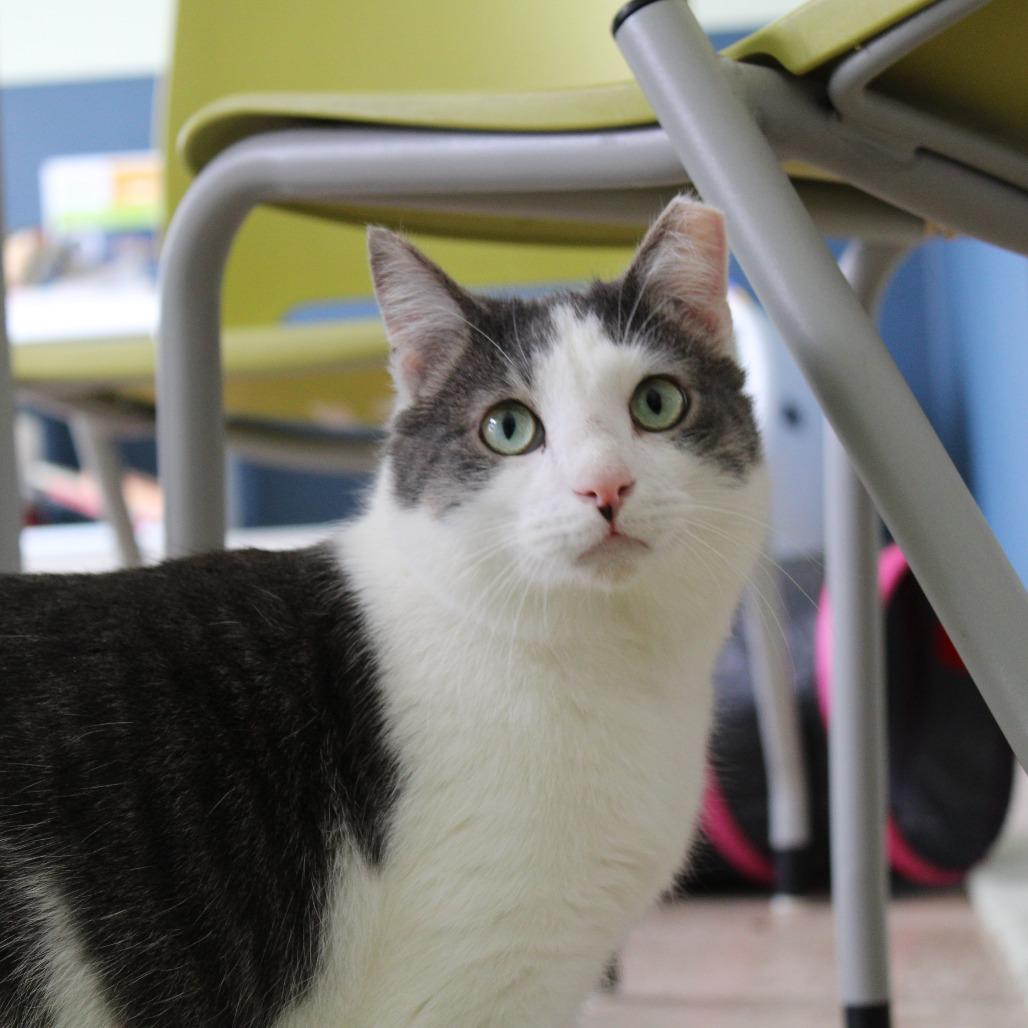 Enlarge Cranberry, a Adoptable Domestic Short Hair in Chicago, IL image 2/6