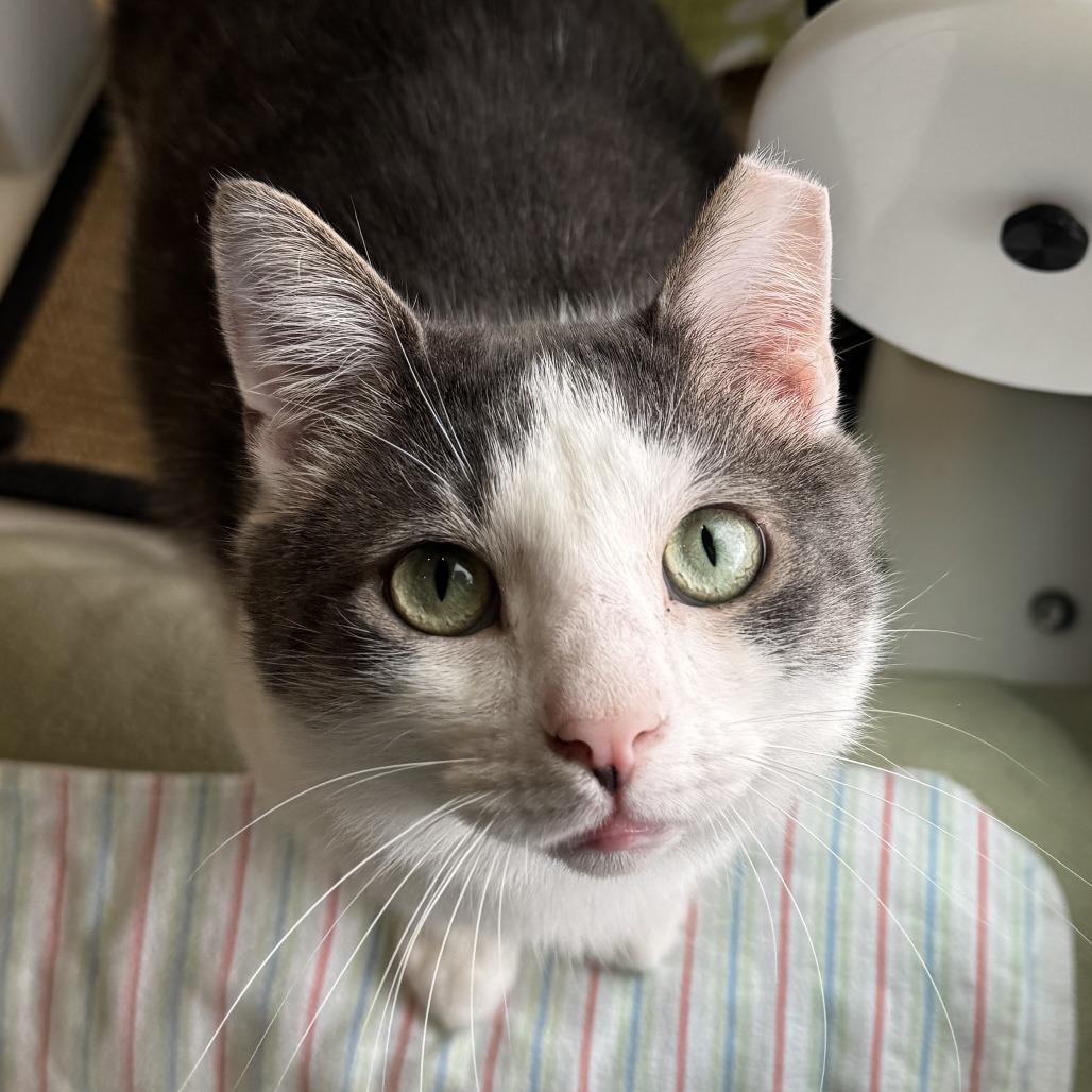 Enlarge Cranberry, a Adoptable Domestic Short Hair in Chicago, IL image 1/2