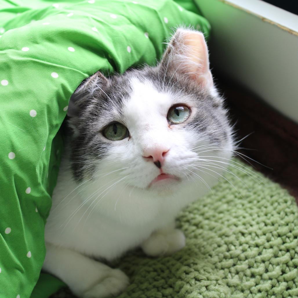 Enlarge Cranberry, a Adoptable Domestic Short Hair in Chicago, IL image 3/6