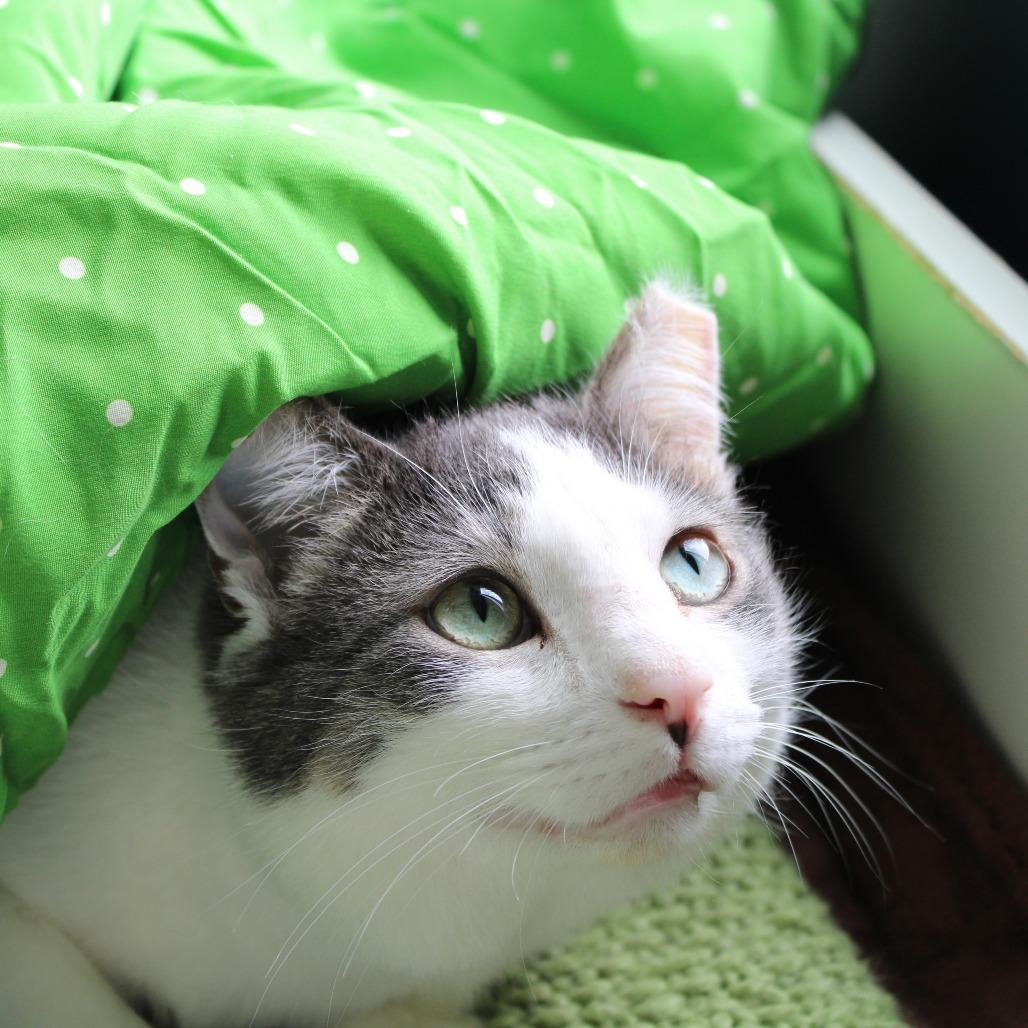Enlarge Cranberry, a Adoptable Domestic Short Hair in Chicago, IL image 4/6