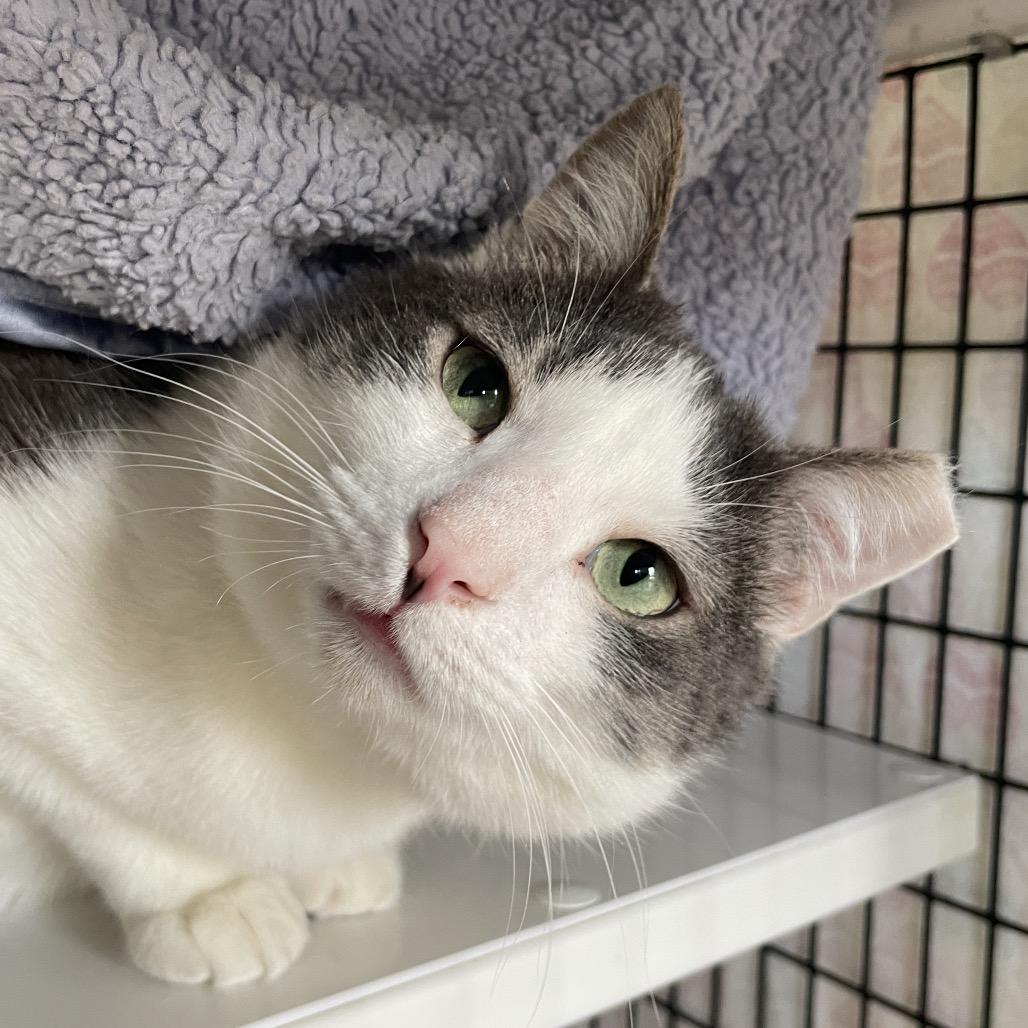 Enlarge Cranberry, a Adoptable Domestic Short Hair in Chicago, IL image 5/6