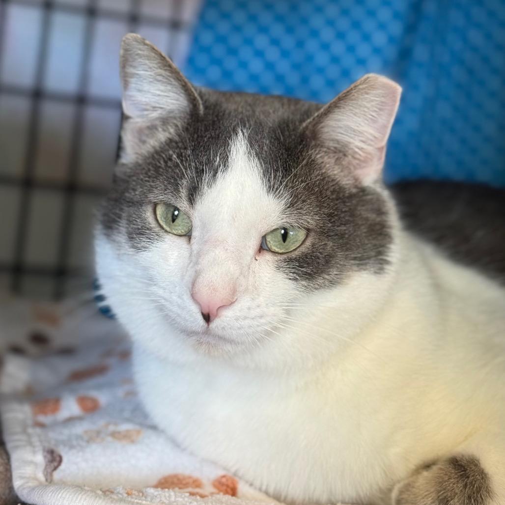 Enlarge Cranberry, a Adoptable Domestic Short Hair in Chicago, IL image 2/3