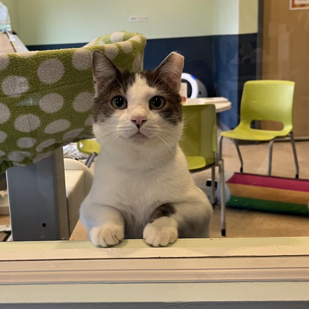 Enlarge Cranberry, a Adoptable Domestic Short Hair in Chicago, IL image 3/3