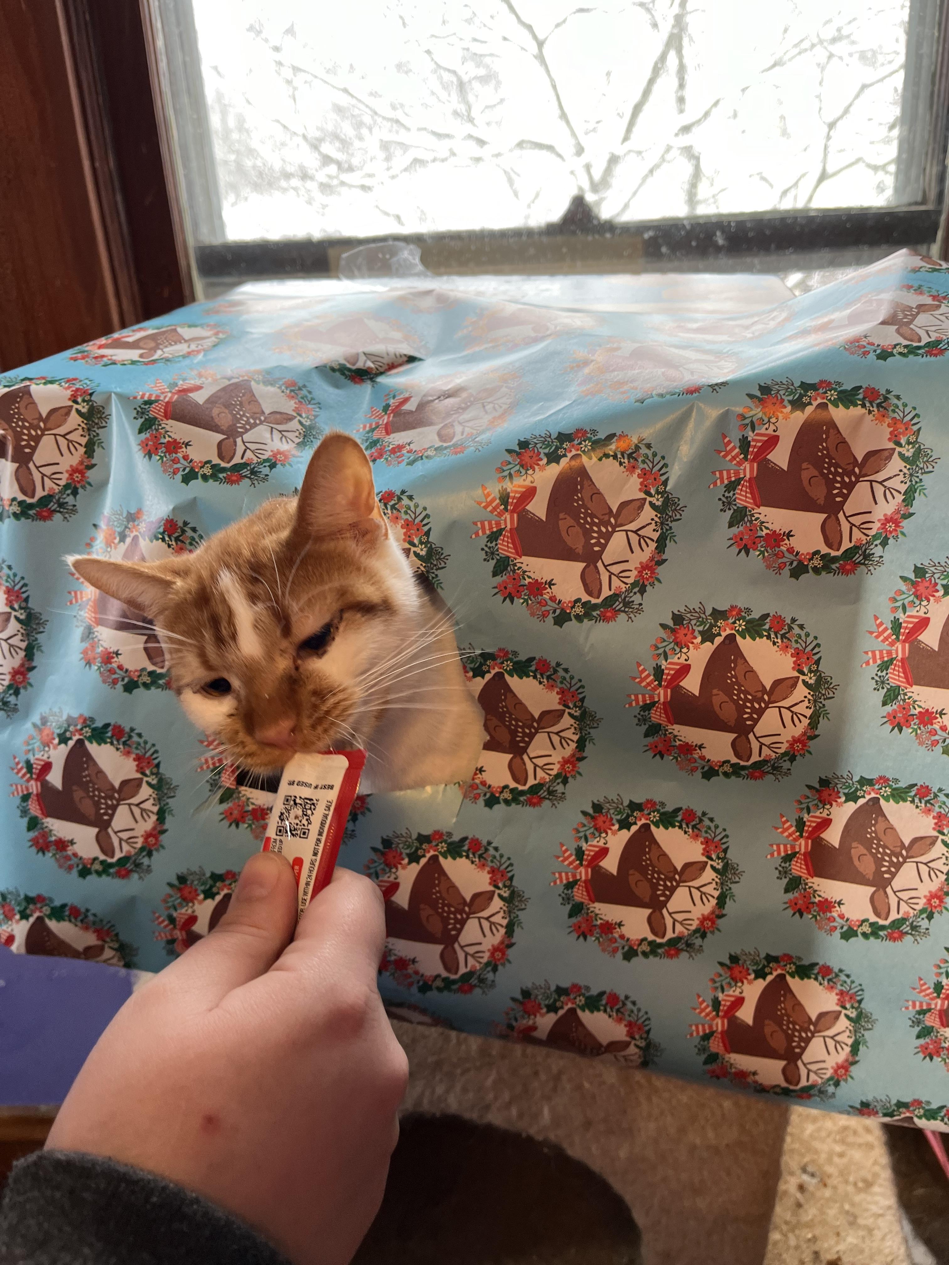 Casey, Adopted, Adult Female Domestic Short Hair.