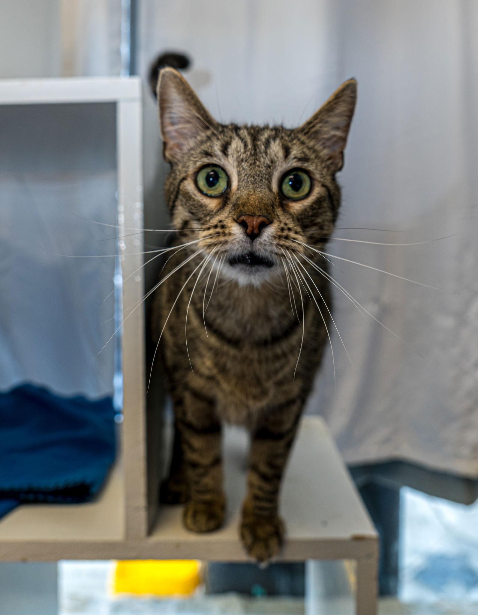 Enlarge Lia, a Adoptable mixed breed in Dublin, OH image 1/3