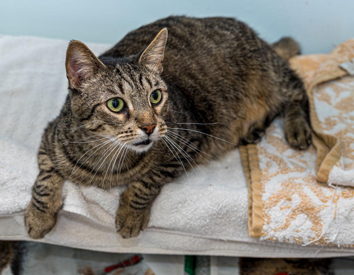 Enlarge Lia, a Adoptable mixed breed in Dublin, OH image 3/3