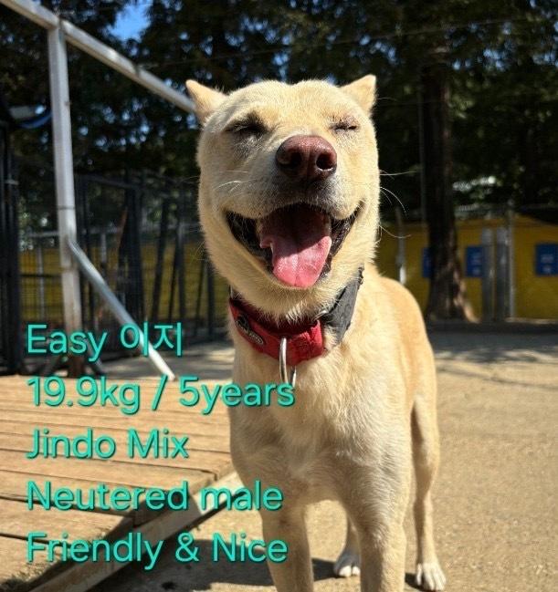 EASY, Adoptable, Adult Male Jindo.