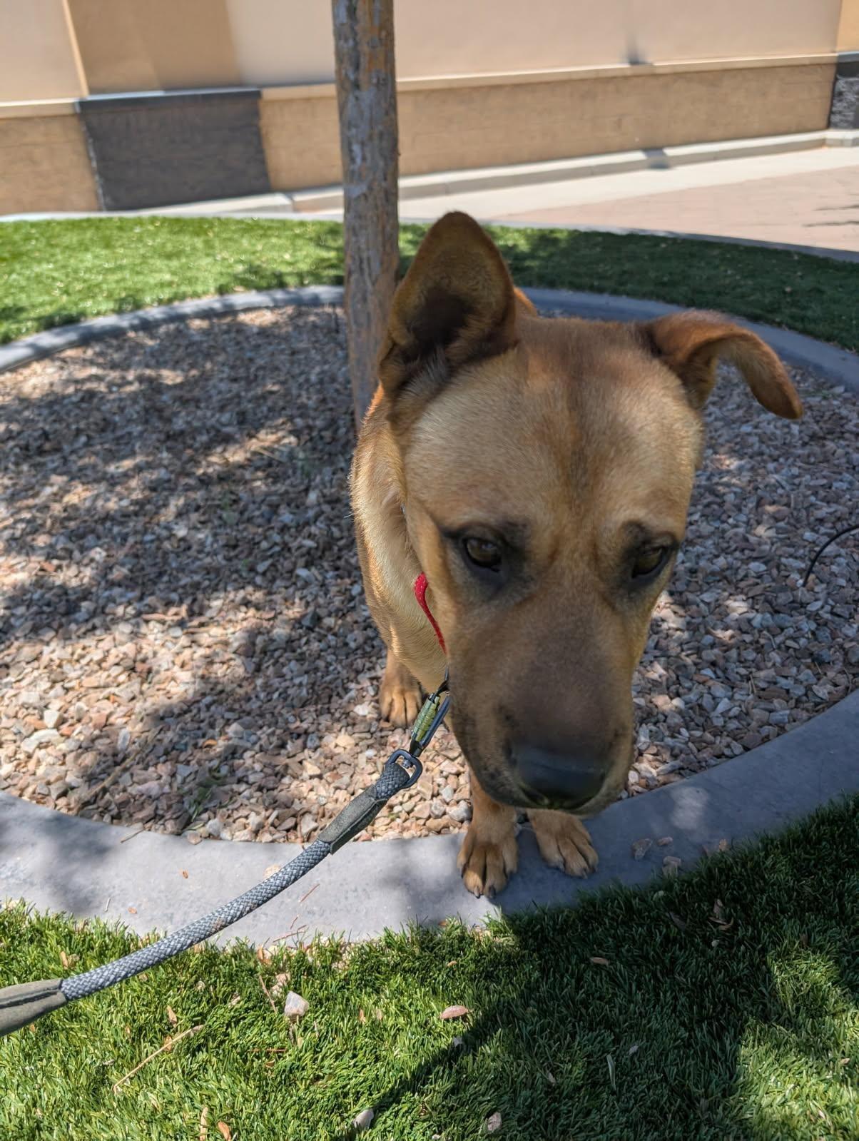Freddy, an adoptable Shar-Pei, German Shepherd Dog in Bernalillo, NM, 87004 | Photo Image 4