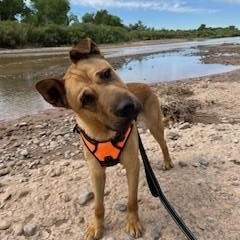 Freddy, an adoptable Shar-Pei, German Shepherd Dog in Bernalillo, NM, 87004 | Photo Image 2