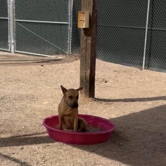 Freddy, an adoptable Shar-Pei, German Shepherd Dog in Bernalillo, NM, 87004 | Photo Image 6
