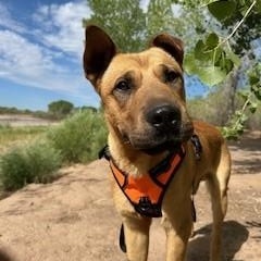 Freddy, an adoptable Shar-Pei, German Shepherd Dog in Bernalillo, NM, 87004 | Photo Image 1
