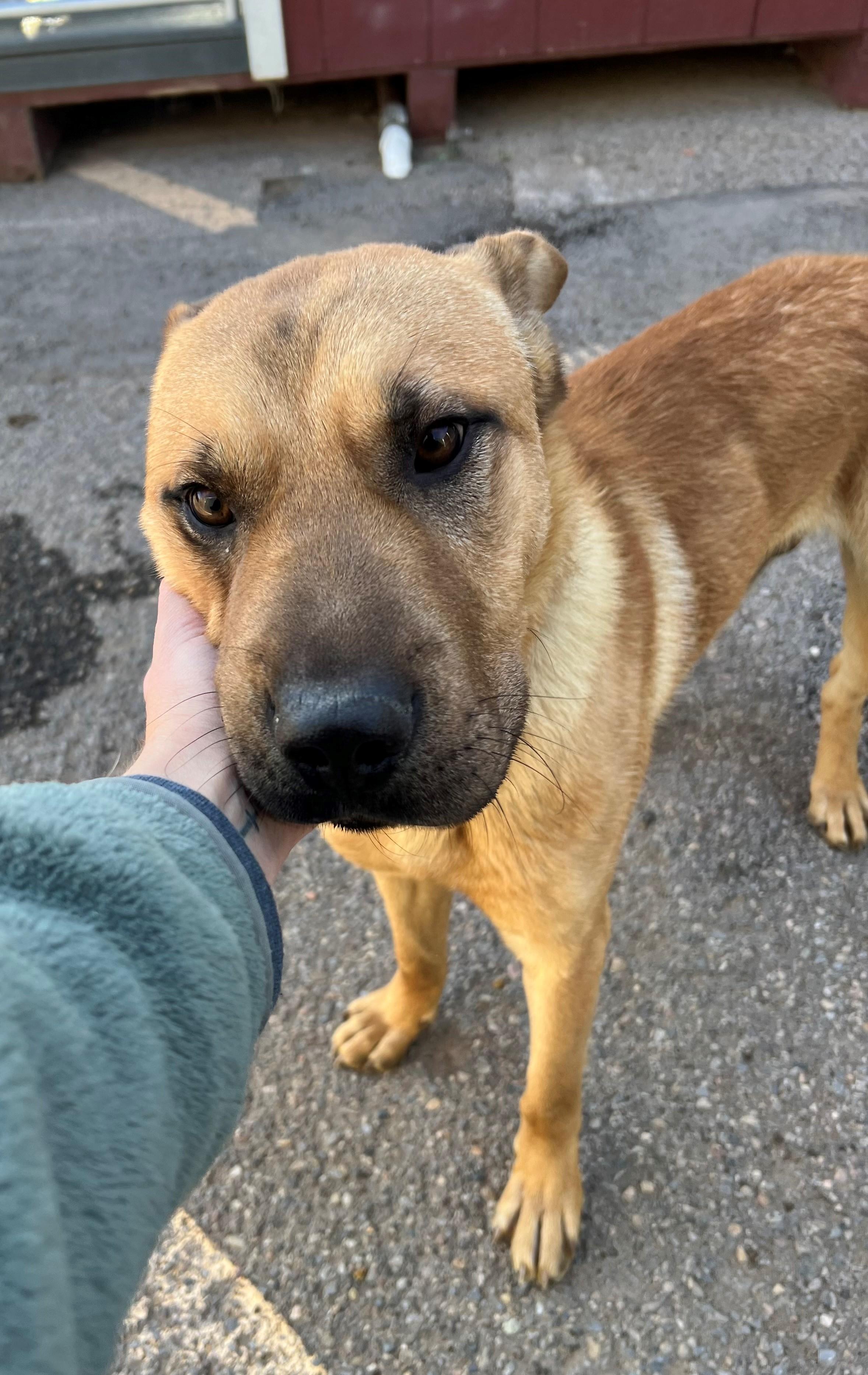 Freddy, an adoptable Shar-Pei, German Shepherd Dog in Bernalillo, NM, 87004 | Photo Image 5