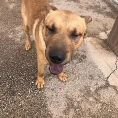 Freddy, an adoptable Shar-Pei, German Shepherd Dog in Bernalillo, NM, 87004 | Photo Image 3